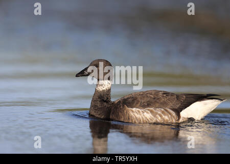 Schwarz brent (Branta bernicla Nigricans, Branta nigricans), Schwimmen, Seitenansicht, USA, Florida, Fort Myers Beach Stockfoto