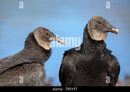 Amerikanische schwarze Geier (Coragyps atratus), Porträt von zwei vulures, USA, Florida, Myakka Nationalpark Stockfoto