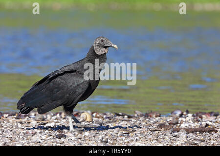 Amerikanische schwarze Geier (Coragyps atratus), stehend auf Schotter Bank in einem Fluss, USA, Florida, Myakka Nationalpark Stockfoto