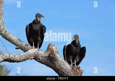 Amerikanische schwarze Geier (Coragyps atratus), zwei Geier auf einer Palme, USA, Florida, Merritt Island National Wildlife Refuge Stockfoto