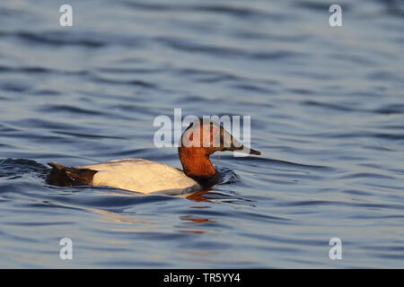 (Aythya valisineria canvasback), Schwimmen männliche, USA, Florida, Merritt Island National Wildlife Refuge Stockfoto