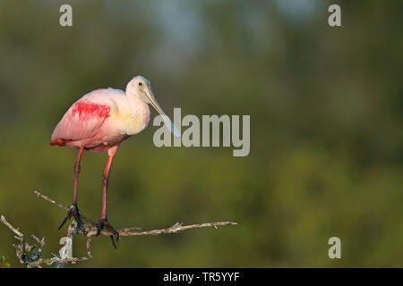 Rosalöffler (Ajaia ajaia ajaja, Platalea, Ajaia ajaja), über eine Zweigniederlassung, die in einem Mangrove, USA, Florida, Merritt Island National Wildlife Refuge Stockfoto