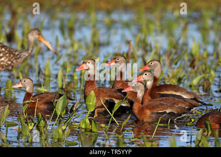 Red-billed whistling Duck, Black-bellied Pfeifen Ente (Dendrocygna autumnalis), Troop stehen gemeinsam im flachen Wasser, Seitenansicht, USA, Florida, Gainesville, Sweetwater Feuchtgebiete Stockfoto