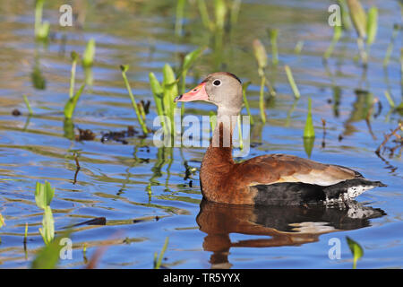 Red-billed whistling Duck, Black-bellied Pfeifen Ente (Dendrocygna autumnalis), Schwimmen im seichten Wasser, Seitenansicht, USA, Florida, Gainesville, Sweetwater Feuchtgebiete Stockfoto