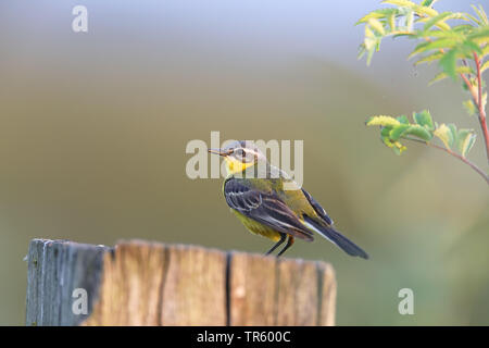 Schafstelze (Motacilla flava), männlich in einem zaunpfosten sitzen, Groningen, Niederlande Stockfoto