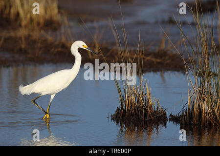 Snowy Egret (Egretta thula), Stalking im flachen Wasser, Seitenansicht, USA, Florida, Merritt Island National Wildlife Refuge Stockfoto