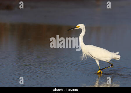 Snowy Egret (Egretta thula), Stalking im flachen Wasser, Seitenansicht, USA, Florida, Merritt Island National Wildlife Refuge Stockfoto