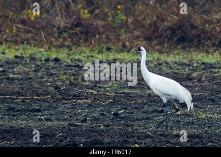 Whooping crane (Grus americana), stehend, beringed, USA, Florida, Gainesville, Paynes Prairie Stockfoto