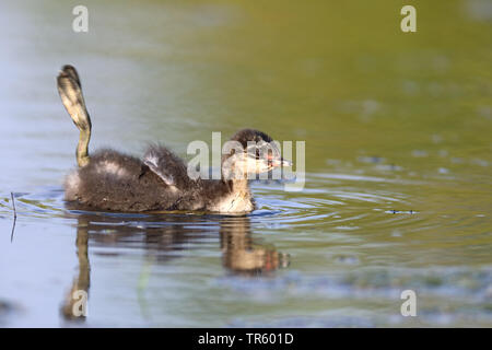 Schwarzhalstaucher (Podiceps nigricollis), Schwimmen Küken stretching ein Bein aus dem Wasser, Seitenansicht, Niederlande, Groningen Stockfoto