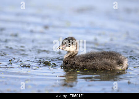 Schwarzhalstaucher (Podiceps nigricollis), Schwimmen Küken, Seitenansicht, Niederlande, Groningen Stockfoto