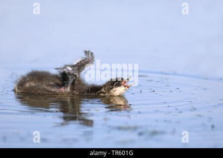 Schwarzhalstaucher (Podiceps nigricollis), Schwimmen Küken Streching, Niederlande, Groningen Stockfoto