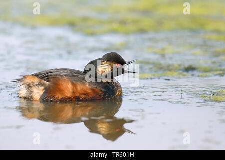 Schwarzhalstaucher (Podiceps nigricollis), Schwimmen, mit offenem Schnabel, Niederlande, Groningen Stockfoto