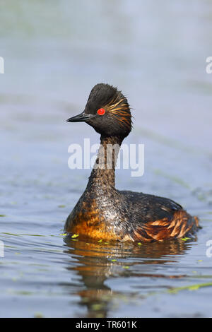 Schwarzhalstaucher (Podiceps nigricollis), Schwimmen, Niederlande, Groningen Stockfoto