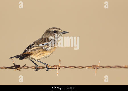 Gemeinsame Schwarzkehlchen (Saxicola rubicola rubicola, Saxicola torquata), Weibliche auf einem Stacheldraht, Spanien, Andalusien Stockfoto