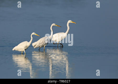 Silberreiher, Silberreiher (Egretta alba, Casmerodius Albus, Ardea alba), in der Gruppe zu Fuß in seichtem Wasser, Niederlande, Friesland Stockfoto