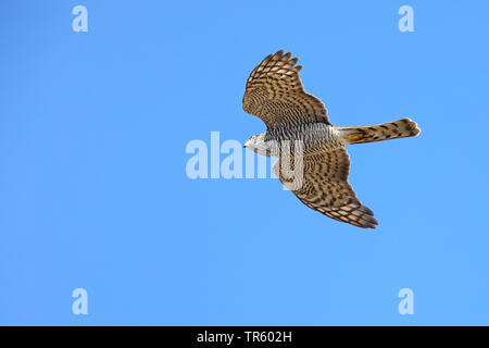 Northern Sperber (Accipiter nisus), Fliegen, Spanien, Tarifa Stockfoto