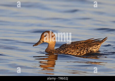 Northern pintail (Anas acuta), Schwimmen weibliche, Seitenansicht, USA, Florida, Merritt Island National Wildlife Refuge Stockfoto