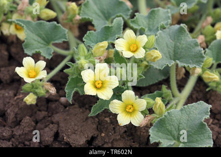 Squirting Gurke, wilde Squirting Cucmber (Ecballium elaterium), blühende, Spanien, Andalusien, La Janda Stockfoto