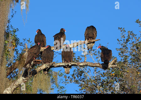 Truthahngeier (Cathartes Aura), Troop sitzen auf dem Baum und genießen Sie die Morgensonne, USA, Florida, Myakka Nationalpark Stockfoto