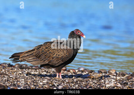 Truthahngeier (Cathartes Aura), stehend auf der Uferpromenade, Seitenansicht, USA, Florida, Myakka Nationalpark Stockfoto