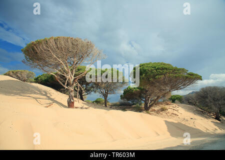 Pinien, Italienische Pinien, Regenschirm Kiefer (Pinus pinea), Kiefern in Shifting Sand dune, Spanien, Andalusien, Bolonia Stockfoto