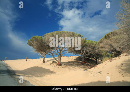 Pinien, Italienische Pinien, Regenschirm Kiefer (Pinus pinea), Kiefern in Shifting Sand dune, Spanien, Andalusien, Bolonia Stockfoto