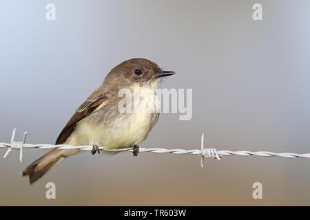 Östlichen Phoebe (Sayornis phoebe), auf einem Zaun, USA, Florida, Kissimmee Stockfoto