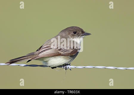 Östlichen Phoebe (Sayornis phoebe), auf einem Zaun, USA, Florida, Kissimmee Stockfoto