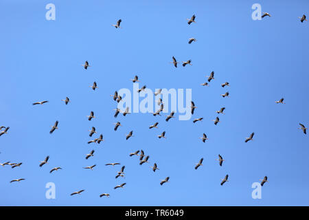 Weißstorch (Ciconia ciconia), große Herde, fliegen nach Afrika, Spanien, Tarifa Stockfoto
