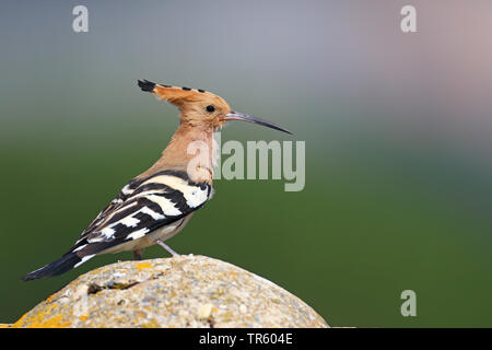 Wiedehopf (Upupa epops), sitzt auf einem Stein, Seitenansicht, Spanien, Loarre Aragon Stockfoto