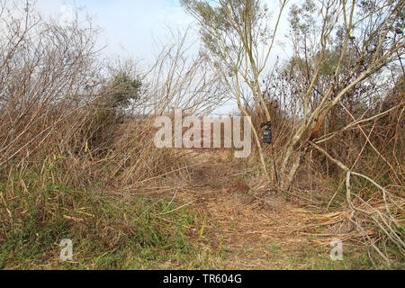 Kamera trap in einem Strauch, USA, Florida, Paynes Prairie Preserve, Gainesville Stockfoto