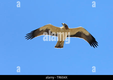 Zwergadler (Hieraaetus pennatus), helle Morph im Flug, Spanien, Tarifa Stockfoto