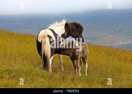 Isländischen Pferd, Islandpferd, Island Pony (Equus przewalskii f. caballus), garzing Island Pferde, Stute mit Fohlen, Island, Osten Island, Seydisfjoerdur Stockfoto