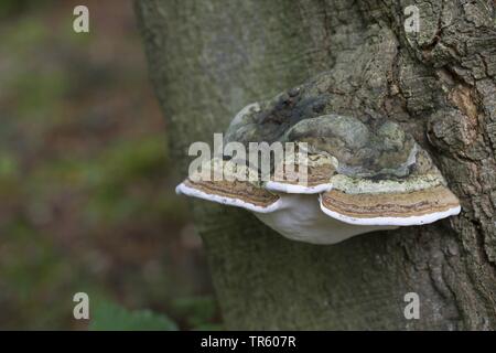 Zunder Pilz, Huf Pilz, Zunder Conk, Zunder Polypore, Zunder Halterung (Fomes fomentarius), in einem alten Buche trunk, Deutschland Stockfoto