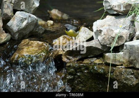 Gebirgsstelze (Motacilla cinerea), male an einem Bach sitzen mit Futter im Schnabel, Deutschland Stockfoto