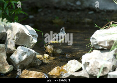 Gebirgsstelze (Motacilla cinerea), Weibchen an einem Bach sitzen, auf der Suche nach Essen, Deutschland Stockfoto