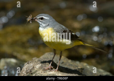 Gebirgsstelze (Motacilla cinerea), Weibchen an einem Bach sitzen, auf der Suche nach der Nahrung mit Gefangenen Insekten im Schnabel, Deutschland Stockfoto