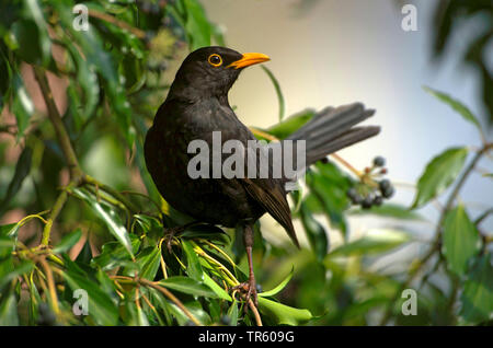 Amsel (Turdus merula), männlich sitzen auf Efeu im Winter, Deutschland Stockfoto