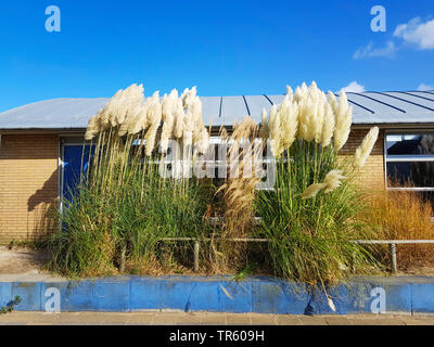 Weiß Pampas Gras (Cortaderia selloana), blühen in einen Vorgarten, Niederlande Stockfoto