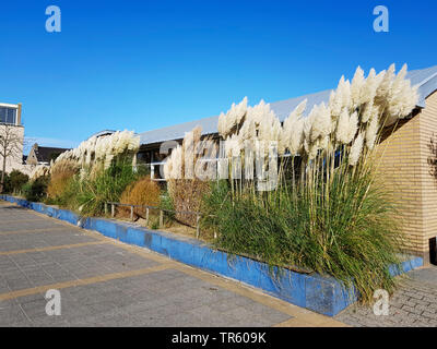 Weiß Pampas Gras (Cortaderia selloana), blühen in einen Vorgarten, Niederlande Stockfoto