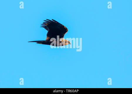 Western Rohrweihe (Circus aeruginosus), Weibliche im Flug, Seitenansicht, Deutschland, Bayern Stockfoto