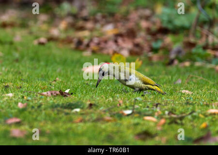 Grünspecht (Picus viridis), der Nahrungssuche auf einer Wiese, Seitenansicht, Deutschland, Bayern, Isental Stockfoto