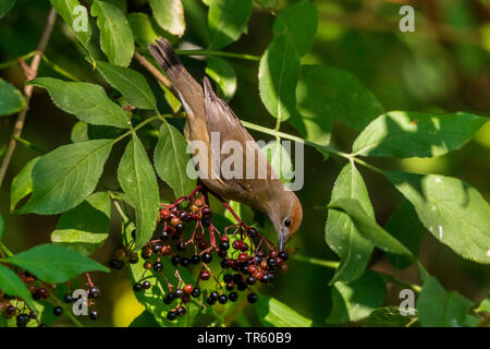 Garden Warbler (Sylvia borin), Weibliche essen Beeren, Deutschland, Bayern Stockfoto