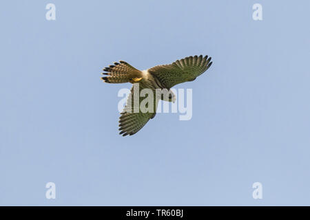 Europäische Kestrel, Eurasischen Kestrel, Alte Welt Kestrel, Turmfalke (Falco tinnunculus), im Gleitflug, Deutschland, Bayern Stockfoto