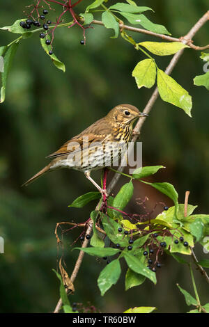 Singdrossel (Turdus philomelos), sitzend in einem Elder Bush mit reife Beeren, Seitenansicht, Deutschland, Bayern Stockfoto