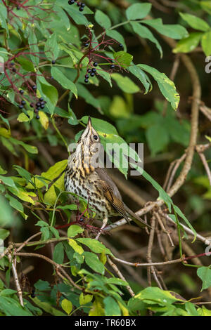 Singdrossel (Turdus philomelos), sitzend in einem Elder Bush mit reife Beeren, Seitenansicht, Deutschland, Bayern Stockfoto