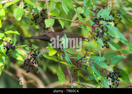 Amsel (Turdus merula), Weibliche essen Holunderbeeren, Seitenansicht, Deutschland, Bayern Stockfoto