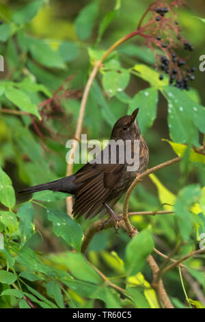 Amsel (Turdus merula), weiblich Suche Holunderbeeren in ältester Bush, Seitenansicht, Deutschland, Bayern Stockfoto