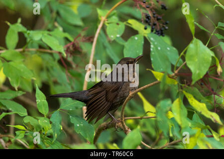 Amsel (Turdus merula), weiblich Suche Holunderbeeren in ältester Bush, Seitenansicht, Deutschland, Bayern Stockfoto