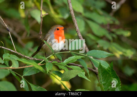 Europäische Robin (Erithacus Rubecula), sitzend in einem Elder Bush, Deutschland, Bayern Stockfoto